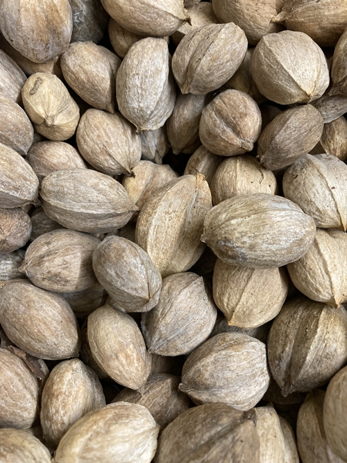 SEED/ Fayette Shellbark Hickory (Carya laciniosa)